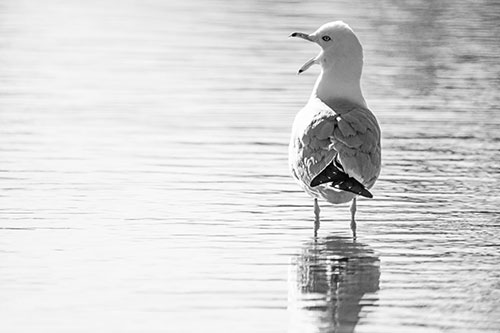 Tired Seagull Yawning Among Shallow Water (Gray)