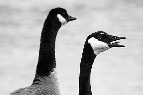 Tongue Screaming Canadian Goose Honking Towards Intruders (Gray Photo)