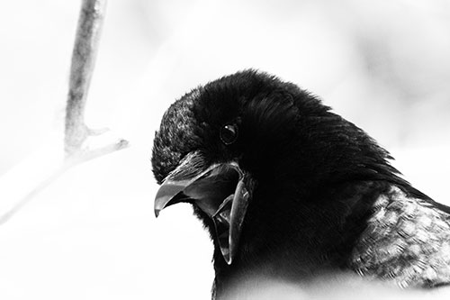 Tongue Screaming Crow Among Light (Gray Photo)