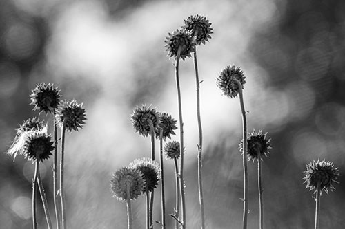 Towering Nodding Thistle Flowers From Behind (Gray Photo)