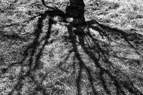 Tree Branch Shadows Creepy Crawling Over Dead Grass (Gray Photo)