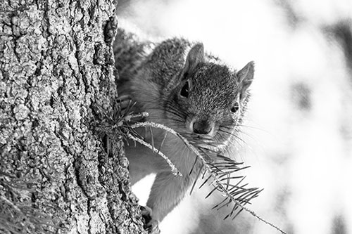Tree Peekaboo With A Squirrel (Gray Photo)
