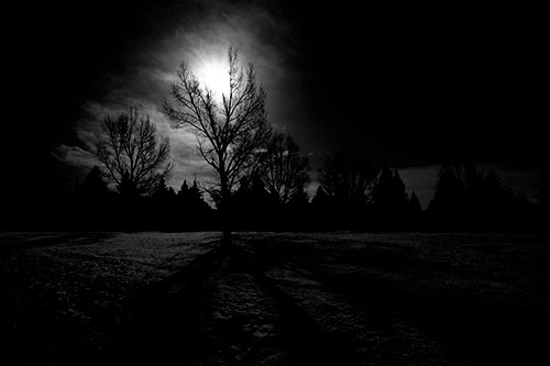 Tree Silhouette Holds Sun Among Darkness (Gray Photo)