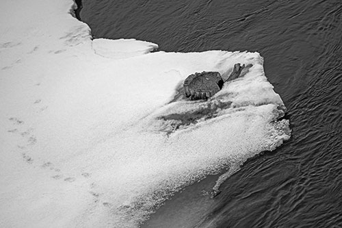 Tree Stump Eyed Snow Face Creature Along River Shoreline (Gray Photo)