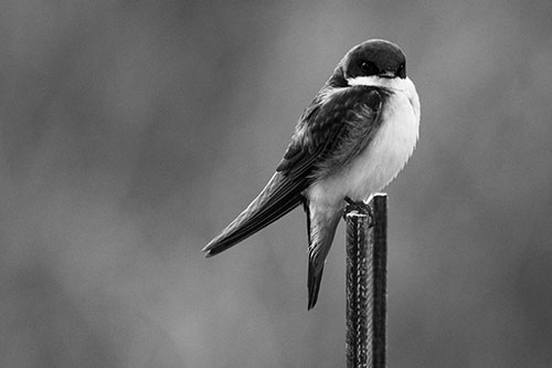 Tree Swallow Keeping Watch (Gray Photo)
