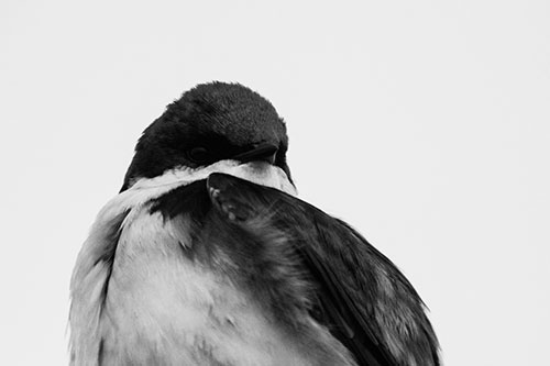 Tree Swallow Watching Surroundings (Gray Photo)