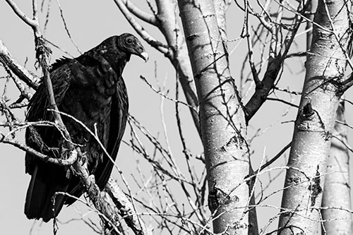 Turkey Vulture Perched Atop Tattered Tree Branch (Gray Photo)