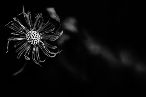 Twirling Aster Flower Among Darkness (Gray Photo)
