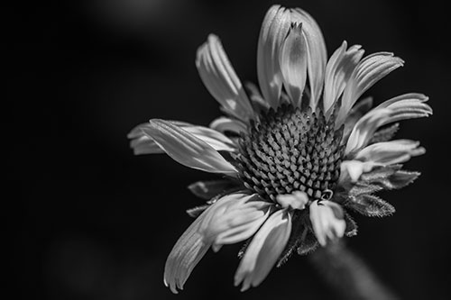 Twirling Petal Coneflower Among Shade (Gray Photo)