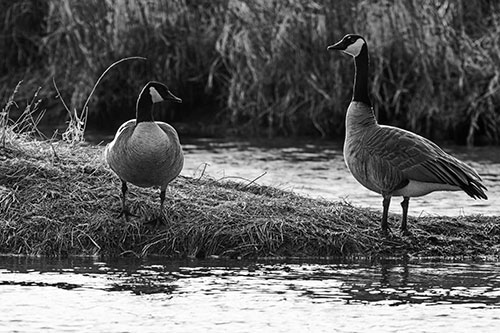 Two Canadian Geese Enjoying Sunset Among Shoreline (Gray Photo)