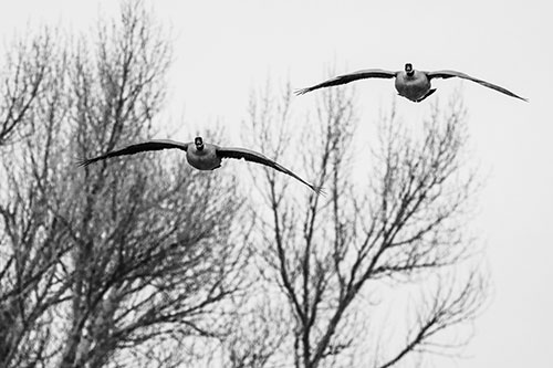 Two Canadian Geese Honking During Flight (Gray Photo)