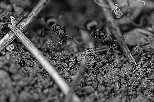 Two Carpenter Ants Working Hard Among Soil (Gray Photo)