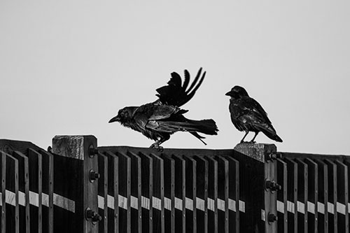 Two Crows Gather Along Wooden Fence (Gray Photo)