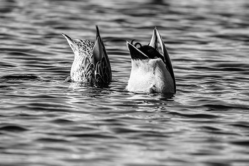 Two Ducks Upside Down In Lake (Gray Photo)