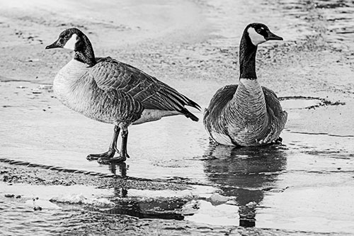 Two Geese Embrace Sunrise Atop Ice Frozen River (Gray Photo)