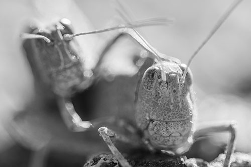 Two Grasshopper Buddies Smiling Among Sunlight (Gray Photo)