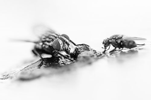 Two Hungry Cluster Flies Feasting Together (Gray)