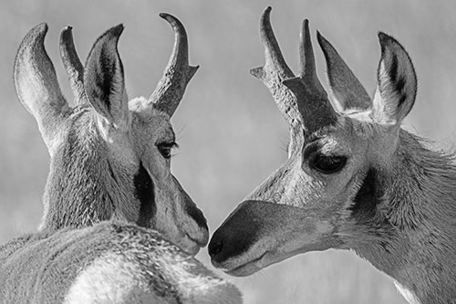 Two Loving Pronghorns Kissing Each Other (Gray)
