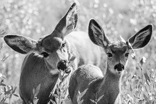 Two Mule Deer Enjoying Leafy Breakfast (Gray)