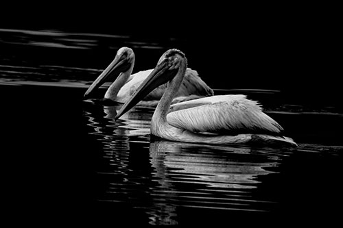 Two Pelicans Floating In Dark Lake Water (Gray Photo)