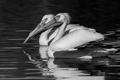 Two Pelicans Swimming In Unison (Gray)