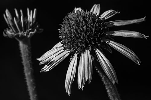Two Towering Coneflowers Blossoming (Gray Photo)