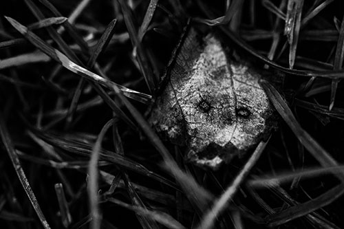 Upset Decaying Leaf Face Hiding Among Twisting Grass Blades (Gray)