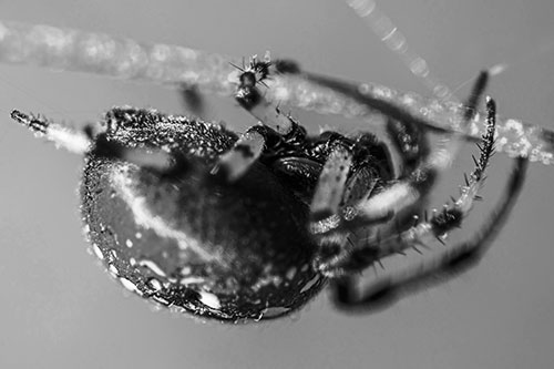 Upside Down Furrow Orb Weaver Spider Crawling Along Stem (Gray Photo)