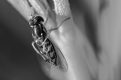 Vertical Leg Contorting Hoverfly (Gray Photo)