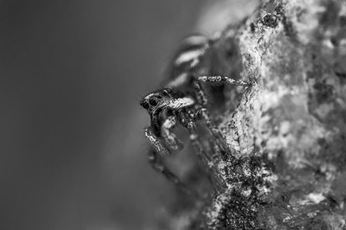 Vertical Perched Jumping Spider Extends Fangs (Gray Photo)