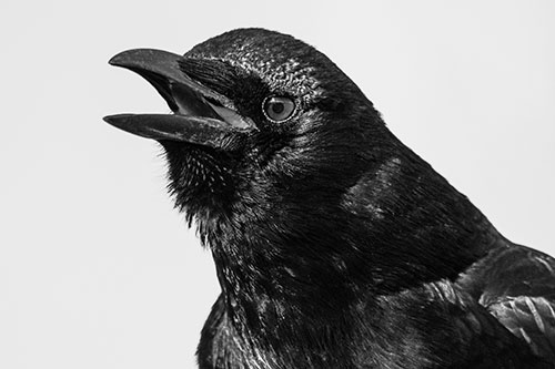Vocal Crow Cawing Towards Sunlight (Gray)