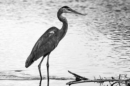 Wading Great Blue Heron Hunting Fish (Gray Photo)