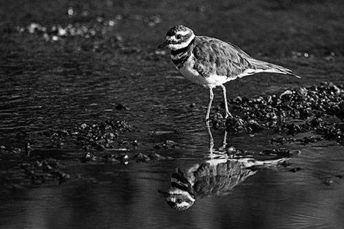 Wading Killdeer Wanders Shallow River Water (Gray Photo)