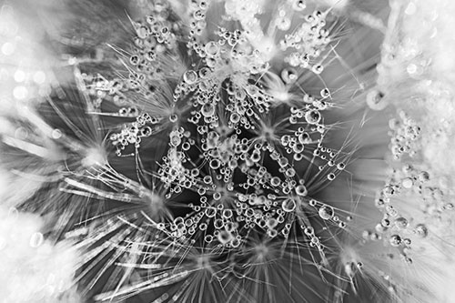 Water Dew Bubbles Among Dandelion Fluff (Gray)