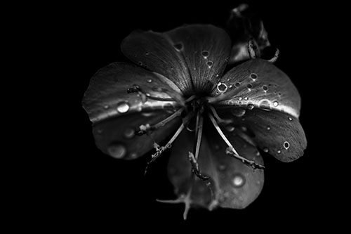 Water Droplet Primrose Flower After Rainfall (Gray Photo)