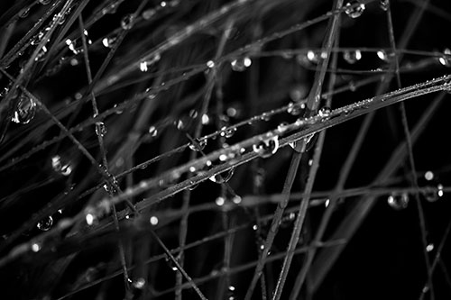 Water Droplets Hanging From Grass Blades (Gray Photo)