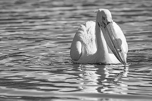 Water Floating Pelican Hunting For Food (Gray)