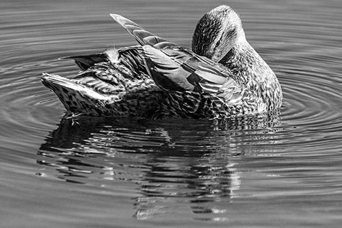 Water Rippling Mallard Duck Grooming Self (Gray)