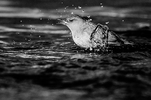 Water Splashing American Dipper Feasting On Larvae (Gray)