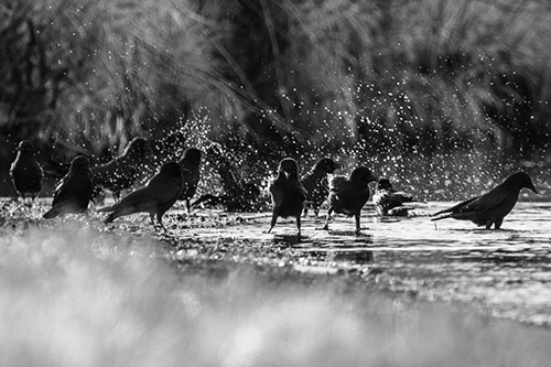 Water Splashing Crows Enjoy Bird Bath Along River Shore (Gray Photo)