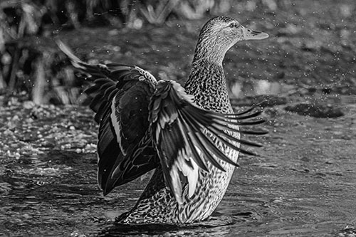 Water Splashing Mallard Duck Flapping Wings Among Pond (Gray Photo)