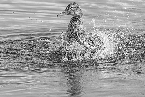 Water Splashing Mallard Duck Taking Bird Bath (Gray)