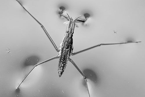 Water Strider Perched Atop Calm River (Gray Photo)