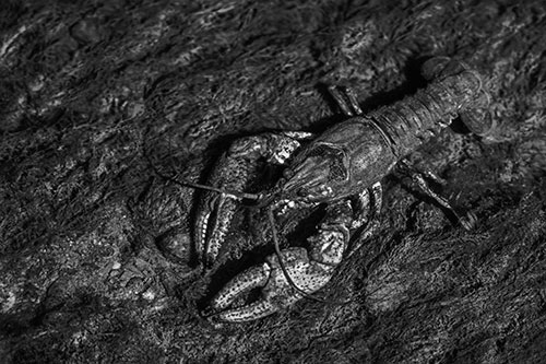 Water Submerged Crayfish Crawling Upstream (Gray)