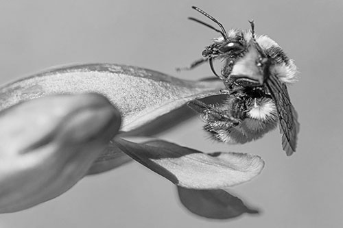Waving Red Belted Bumble Bee Climbing Flower Petal (Gray)