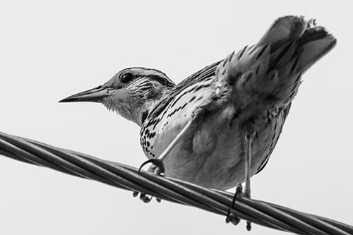 Western Meadowlark Keeping Watch Atop Powerline Wire (Gray)