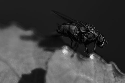 Wet Cluster Fly Walks Along Leaf Rim Edge (Gray Photo)