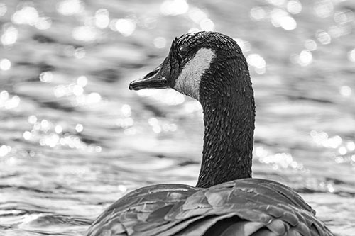 Wet Headed Canadian Goose Among Glistening Water (Gray Photo)
