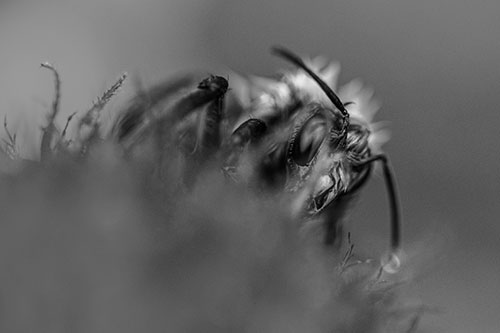 Wet Honey Bee Hiding Among Blanket Flower (Gray)