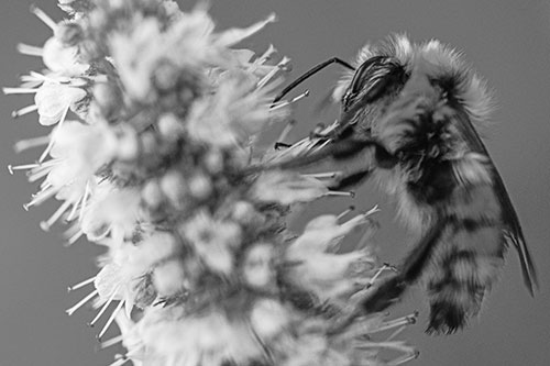 Wet Red Belted Bumble Bee Crawling Up Mentha Longifolia Plant (Gray)